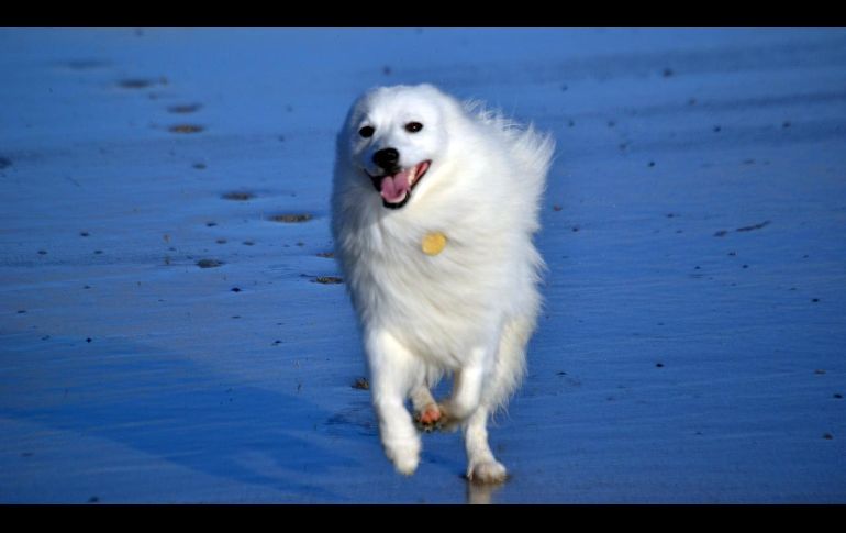 Investigaciones científicas indican que el ADN influye hasta en un 15% de la personalidad canina. Pixabay.