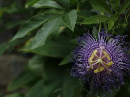 Esta planta natural tiene muchos años siendo utilizada como medicina alternativa. Unsplash.