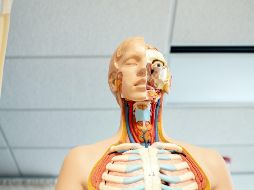 Es posible que el cáncer de tiroides no cause ningún síntoma al principio. UNSPLASH /  N. Moua