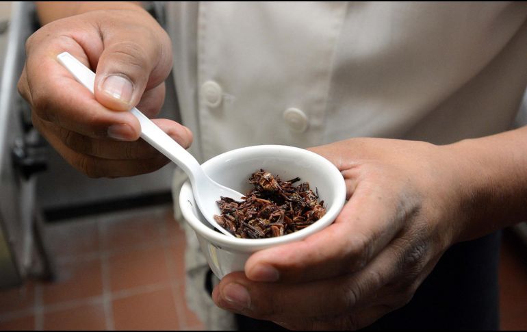 Los chapulines contienen un alto aporte nutricional. NOTIMEX/ARCHIVO