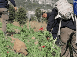 Elementos de seguridad que integran las Células B.O.I. localizaron y destruyeron dos plantíos. ESPECIAL.