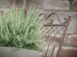 El romero reduce el daño cerebral ocasionado por el estrés. Pixabay