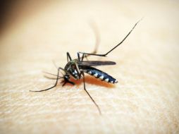 El dengue es una enfermedad transmitida por la picadura de mosquitos infectados. Pixabay
