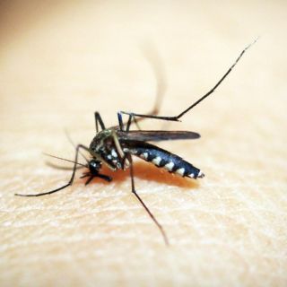Dengue en América: ¿Cómo detectarlo?