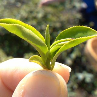 Esta infusión te protege contra estas enfermedades