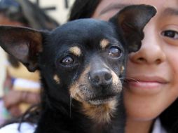 Muchos mitos se han creado acerca de las capacidades de la vista de estos animales. NOTIMEX / ARCHIVO