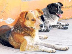 Los hechos ocurrieron en marzo de 2023, cuando Andrés “N”atacó a machetazos a los dos animales en el municipio de Tehuacán. SUN/ ARCHIVO.