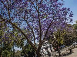 Ante la llegada del calor, la gente comienza a especular que se trata del inicio anticipado de la primavera pese a que todavía faltan más de tres semanas para que así sea. SUN / ARCHIVO