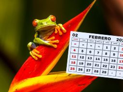 Estos anfibios son reconocidos por sus habilidades de salto. ESPECIAL/Foto de Z. Macháček en Unsplash