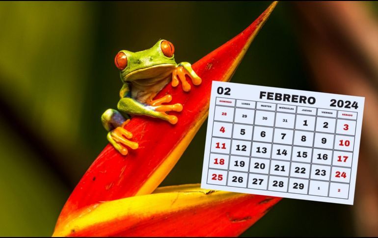 Estos anfibios son reconocidos por sus habilidades de salto. ESPECIAL/Foto de Z. Macháček en Unsplash