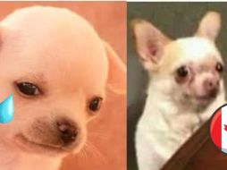 Tras la imposición de Canadá de visa para mexicanos, las redes sociales se llenaron de memes. ESPECIAL.