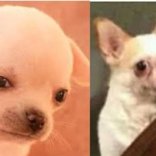 Estos son los mejores MEMES tras imposición de Canadá de visa para mexicanos