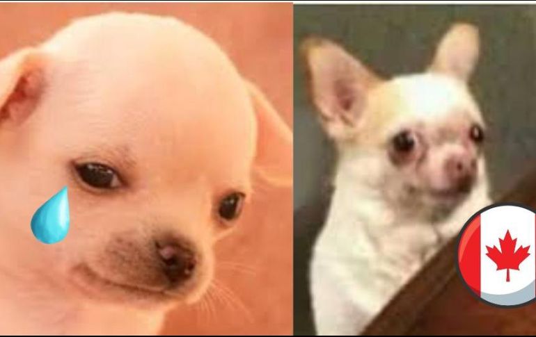 Tras la imposición de Canadá de visa para mexicanos, las redes sociales se llenaron de memes. ESPECIAL.