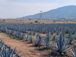 Agroindustria tequilera propicia desarrollo económico en las comunidades