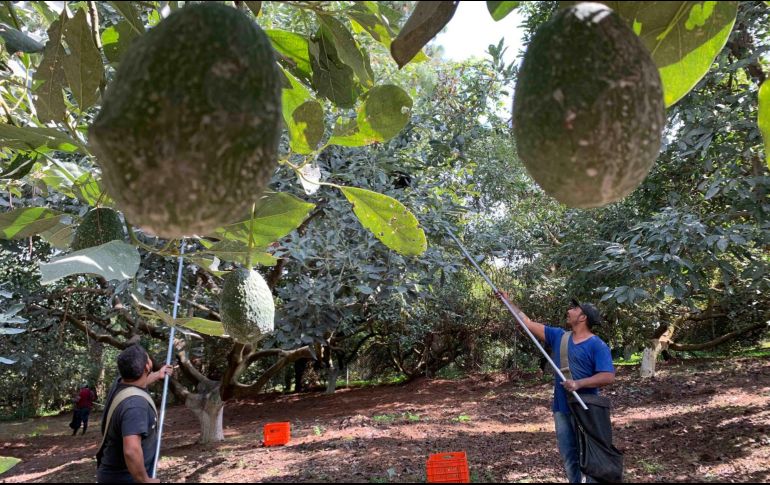 La popularización del aguacate a nivel internacional llevó a que su comercio se viera 