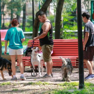 Alerta si ves esto en las heces de tu perro