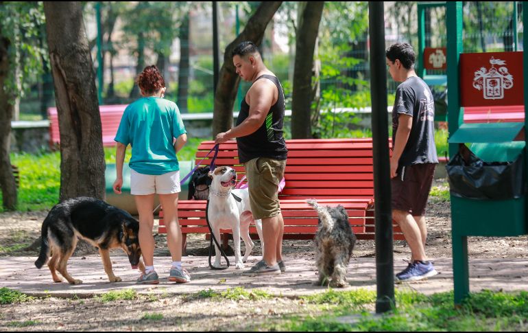 Recuerda que la pronta atención veterinaria es crucial para abordar cualquier problema de salud en tu perro. EL INFORMADOR / ARCHIVO