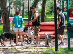 Recuerda que la pronta atención veterinaria es crucial para abordar cualquier problema de salud en tu perro. EL INFORMADOR / ARCHIVO