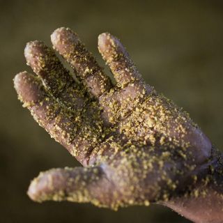 Beneficios que no conocías sobre la semilla de mostaza