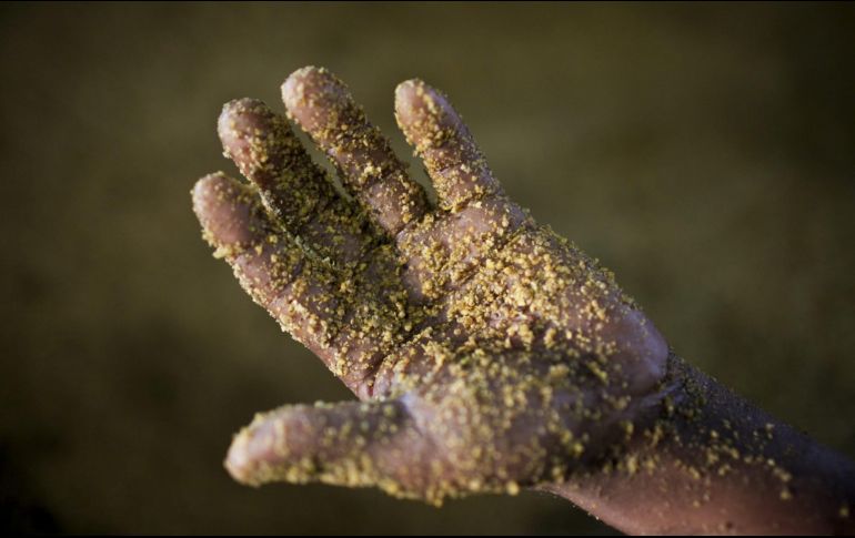 La mostaza es un ingrediente que no puede faltar en la cocina. EFE / ARCHIVO