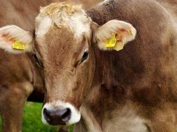 La intoxicación aguda en animales, por altos consumos de pollinaza en la ración, puede presentar también signos clínicos como inquietud, salivación, movimientos masticatorios, entre otros. Pixabay.