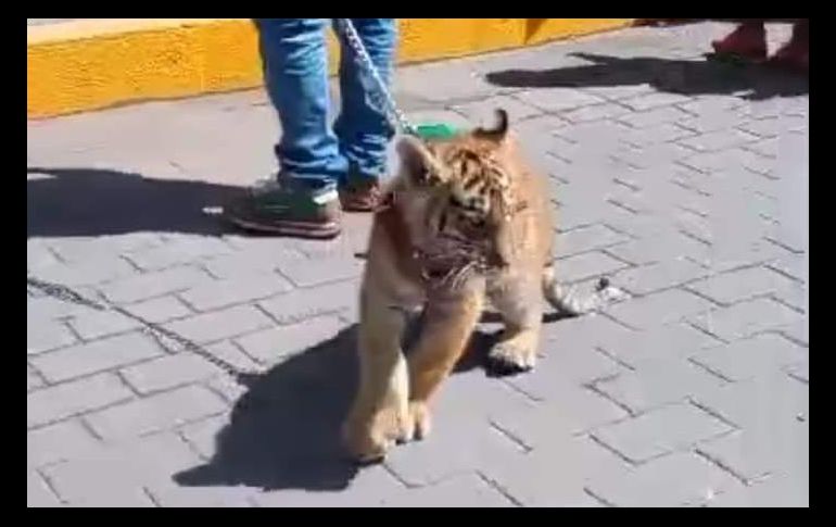 A través de redes sociales, circula un video y fotografías en donde se puede ver cómo un hombre trae de una cadena un cachorro de tigre. ESPECIAL.