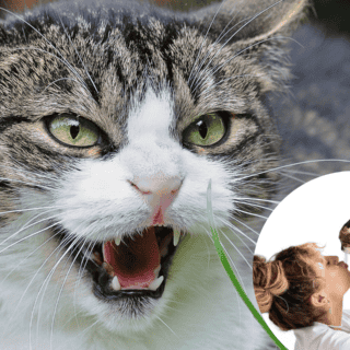 ¿Qué hacer para relajar a un gato?