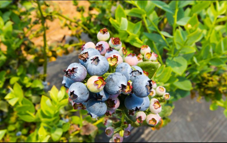 Los arándanos son el mejor aliado contra las infecciones urinarias. EL INFORMADOR/ ARCHIVO.