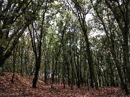 El Área de Protección de Flora y Fauna La Primavera (APPFF) se localiza dentro de una superficie aproximada de 30 mil 500 hectáreas. ESPECIAL / GOB. DE JALISCO