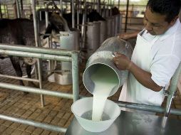 La FAO recomienda consumir medio litro de leche al día, y en México se consumen únicamente 370 mililitros en promedio diariamente por persona. AFP / ARCHIVO