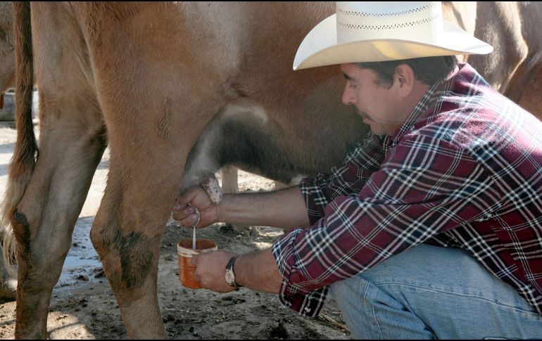 La leche bronca es toda aquella que no ha sido pasteurizada para matar las bacterias causantes de enfermedades, independientemente de dónde provenga: vaca, cabra, oveja. EL INFORMADOR / ARCHIVO
