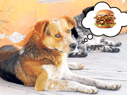 ¡Ten cuidado! Puede que estés malinterpretando los gestos de tu mascota. EL INFORMADOR / ARCHIVO