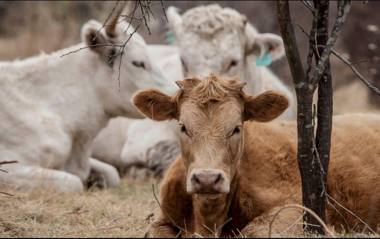 La leche de vaca es uno de los alimentos más populares en el planeta. EL INFORMADOR/ARCHIVO