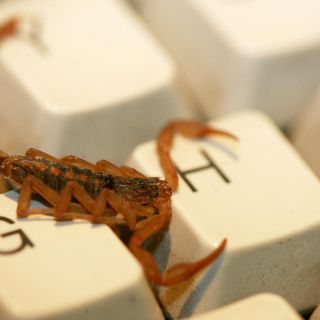 ¿Qué hacer si te pica un alacrán?