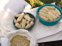 También se comentó, que es necesario trabajar en campañas de información sobre la eficiencia del uso del agua, la tecnificación y el cuidado del medio ambiente. SUN / ARCHIVO