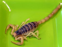 El alacrán no tiene problemas para adaptarse a ambientes urbanos, por lo que puede proliferar con mucha facilidad en la ciudad. AFP / ARCHIVO