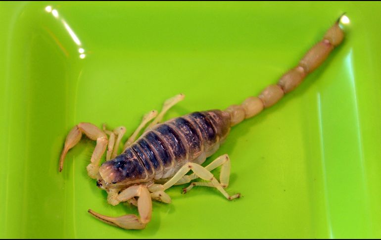 El alacrán no tiene problemas para adaptarse a ambientes urbanos, por lo que puede proliferar con mucha facilidad en la ciudad. AFP / ARCHIVO