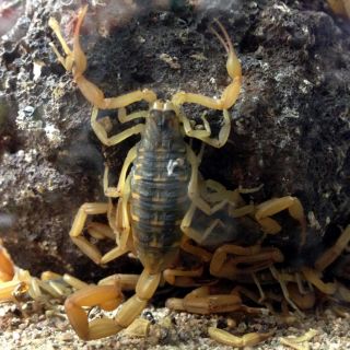 En este estado habita el alacrán más venenoso de México