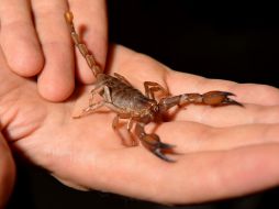 Los estados que colindan con el Océano Pacífico son los que tienen los alacranes más venenosos, frente a los del Golfo de México, que no son peligrosos. AFP / ARCHIVO