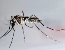 Entre las causas, está el flujo migratorio de personas de regiones donde circulan el serotipo 3 y 4 de dengue, y al ser nuevos en México,  la gente es sensible a contraer la enfermedad.  EFE / ARCHIVO.