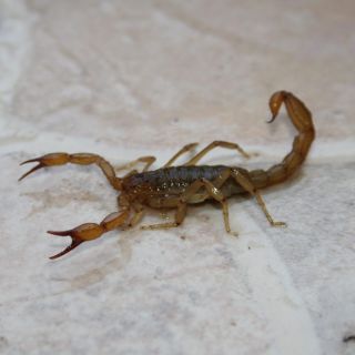 ¿Cómo evitar que los alacranes entren a tu casa?