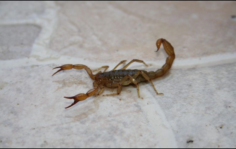 Los alacranes buscan refugio en zonas oscuras y húmedas, por lo que cualquier rincón u objeto de tu casa que reúna estas dos características, es el lugar ideal para este pequeño insecto. NTX / ARCHIVO