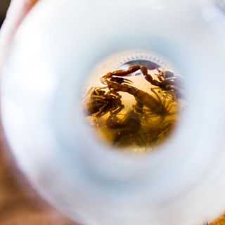 ¿Cómo saber si hay un nido de alacranes en mi casa?