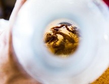 Una de las formas para saber si hay un nido de alacranes en tu casa es identificar los lugares comunes en donde estos habitan. EL INFORMADOR/ ARCHIVO.