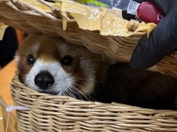 Algunos de los animales encontrados figuran entre las especies protegidas por la ley de preservación y protección de la vida silvestre de Tailandia.  EFE/Servicio de Aduanas de Tailandia .