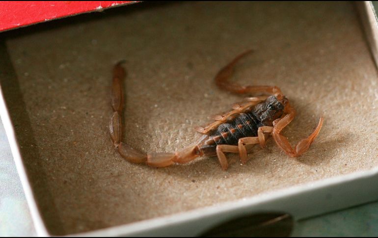 no todas las personas experimentan los mismos síntomas tras un piquete de alacrán. EL INFORMADOR / ARCHIVO