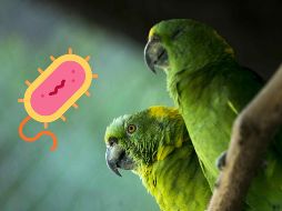 Esta extraña enfermedad suele asemejarse a una neumonía, pero puede complicarse si no se trata a tiempo. EL INFORMADOR / ARCHIVO