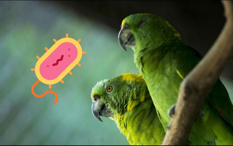 Esta extraña enfermedad suele asemejarse a una neumonía, pero puede complicarse si no se trata a tiempo. EL INFORMADOR / ARCHIVO