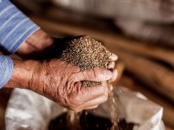 Además de su versatilidad en la cocina, las semillas de chía son altamente valoradas por sus beneficios para la salud. EL INFORMADOR / ARCHIVO