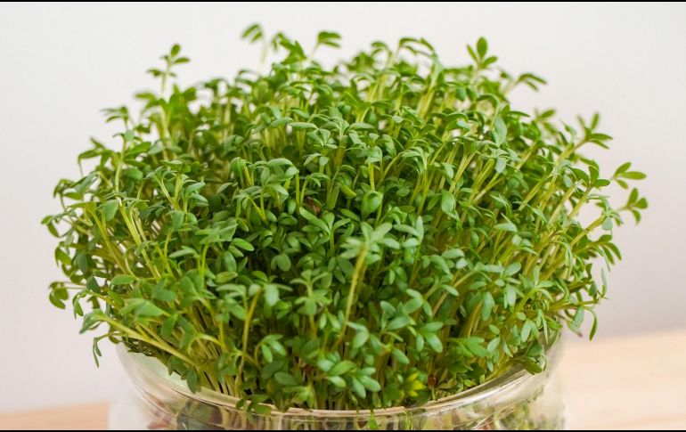 En la lista de las 41 frutas y verduras más saludables, el berro ocupa el primer lugar. ESPECIAL / Foto de Karolina Kołodziejczak en Unsplash